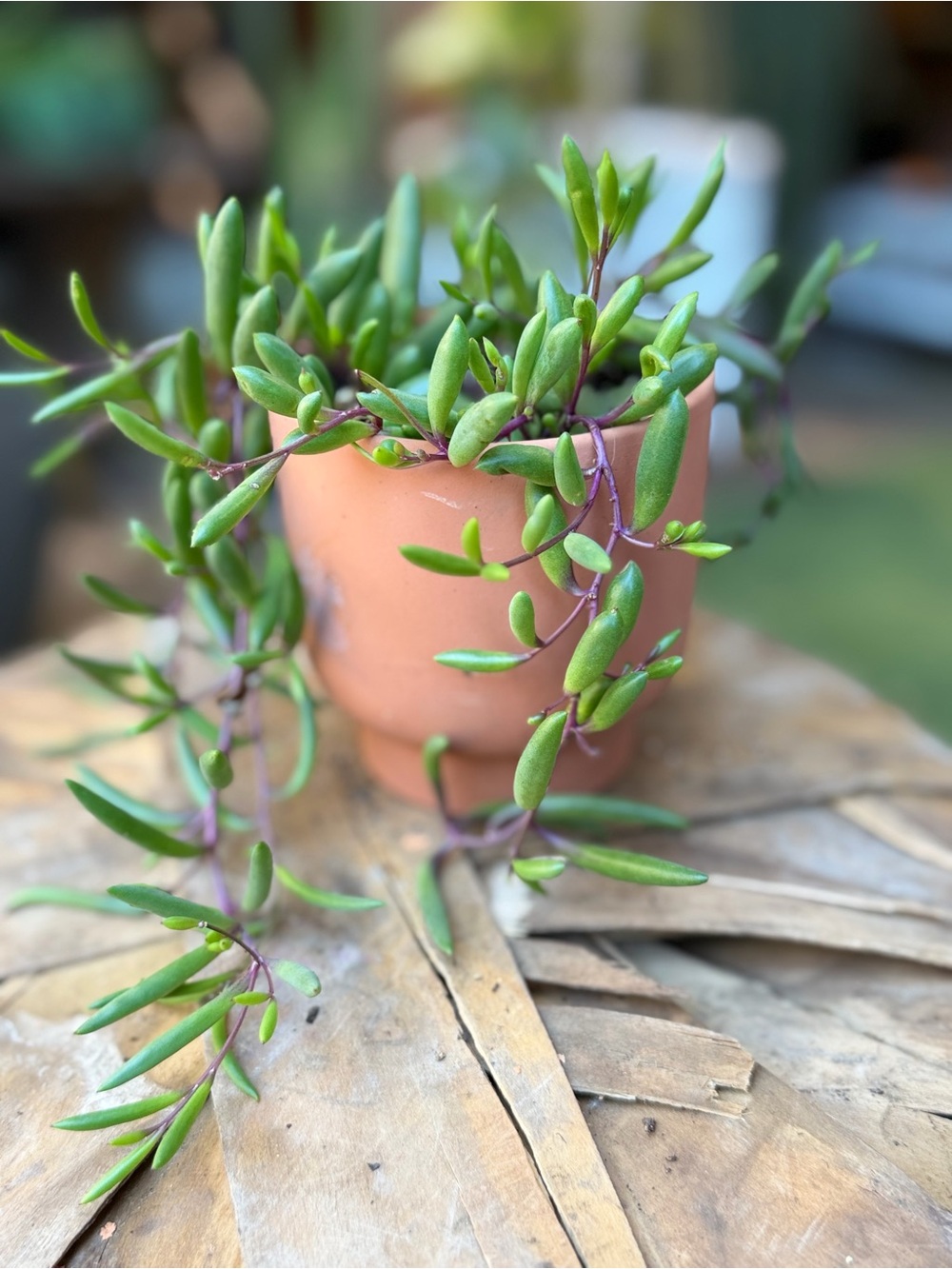 Terracotta Hanging Planter with Ruby Necklace Succulent